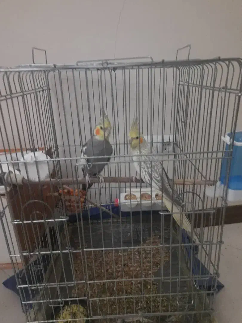 فروش عروس هلندی|پرنده|تهران, شهرک صدرا|دیوار