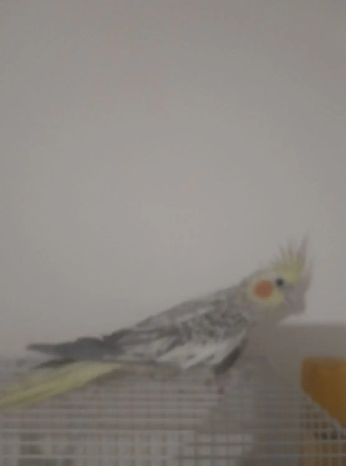 عروس هلندی|پرنده|تربتحیدریه, منظر|دیوار