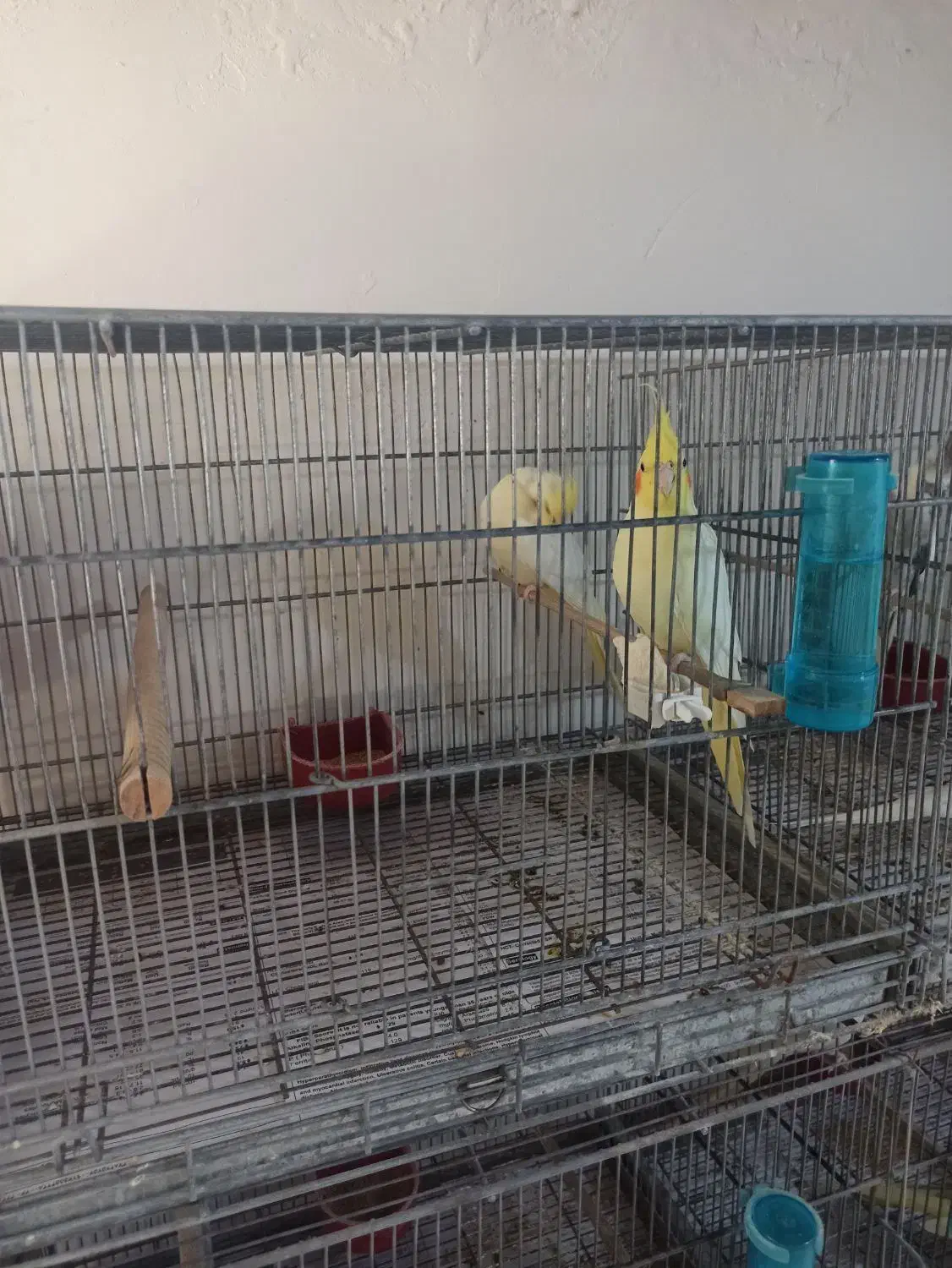 فروش یه جفت عروس هلندی لوتینو مولد روی تخم|پرنده|میناب, |دیوار