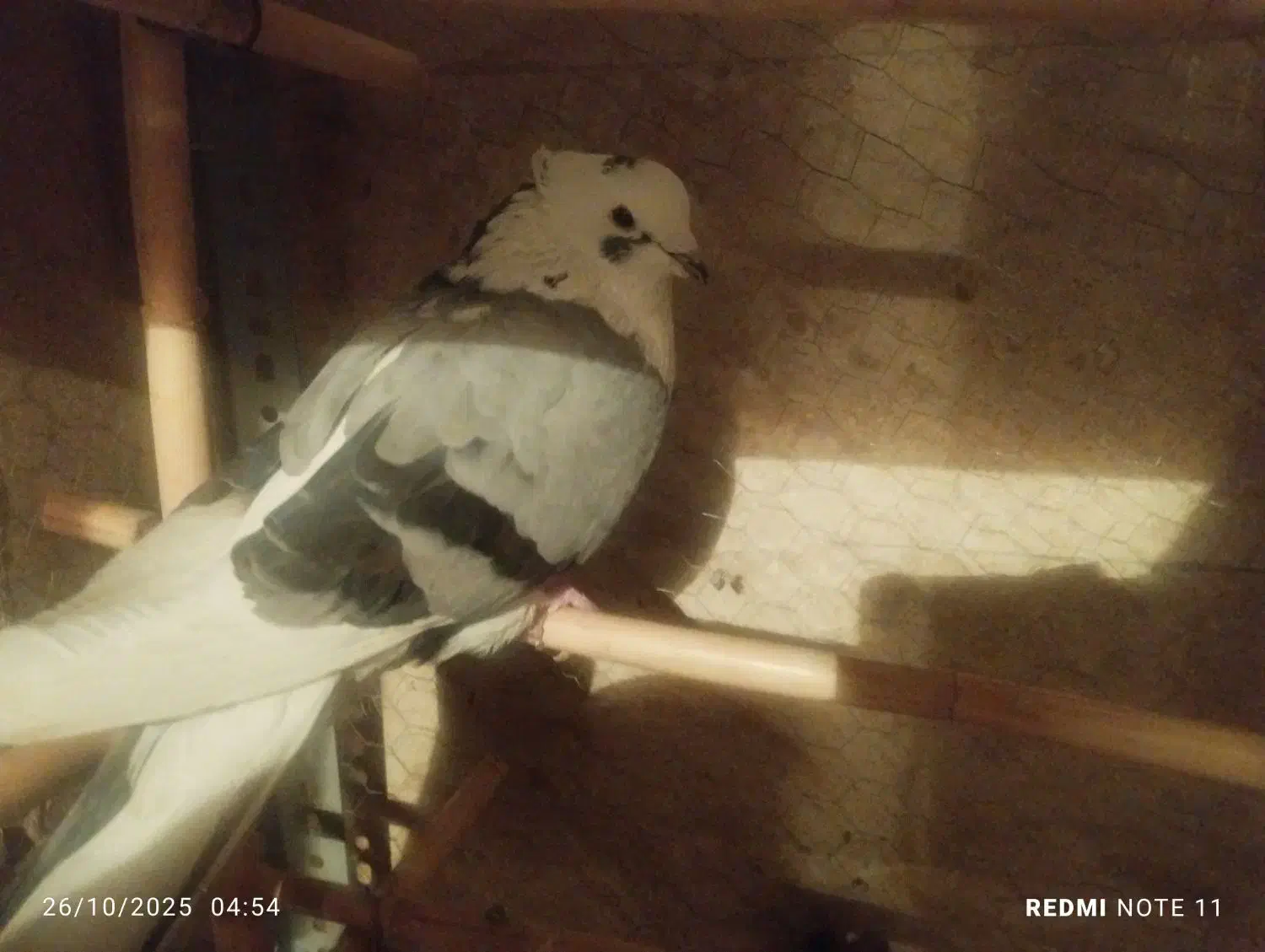 کبوتر پرشی|پرنده|گرمدره, |دیوار