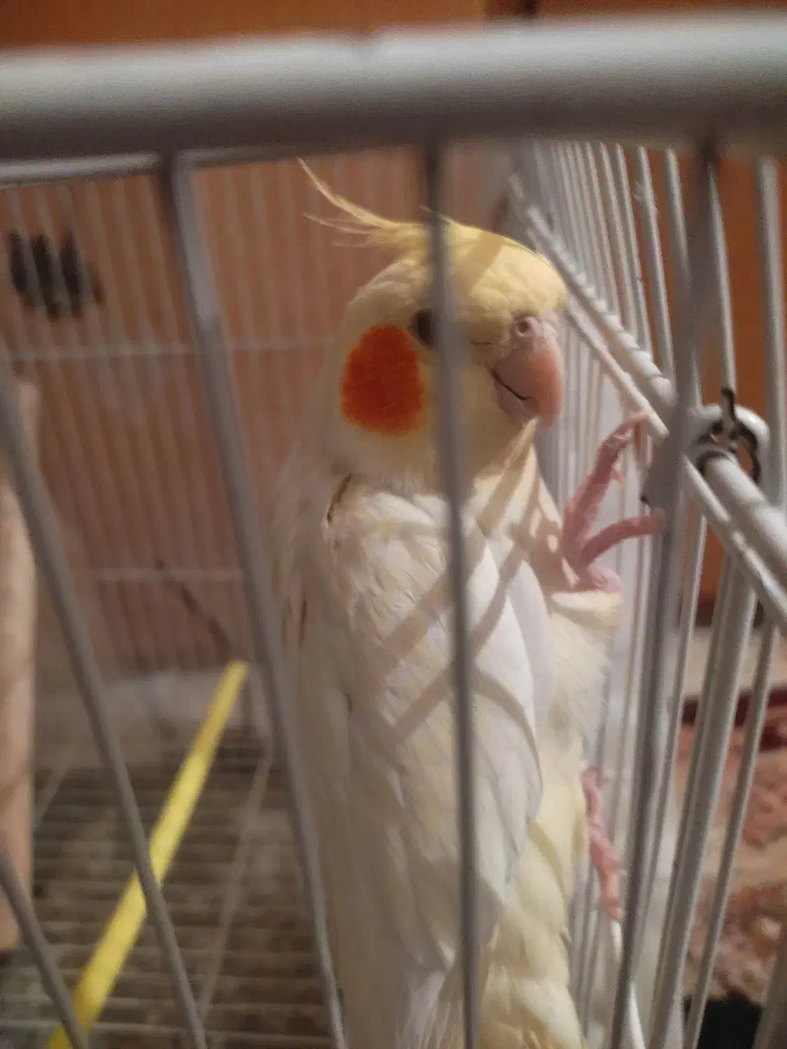 عروس آرام|پرنده|زابل, |دیوار