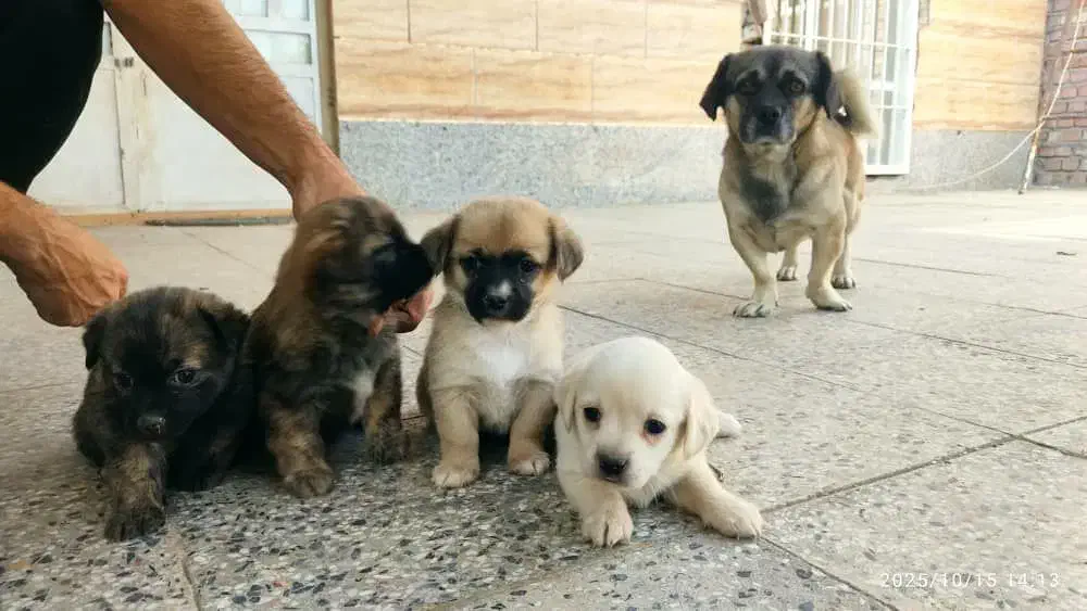 واگذاری توله سگ پاگ و شیتزو|سگ|زرند, |دیوار