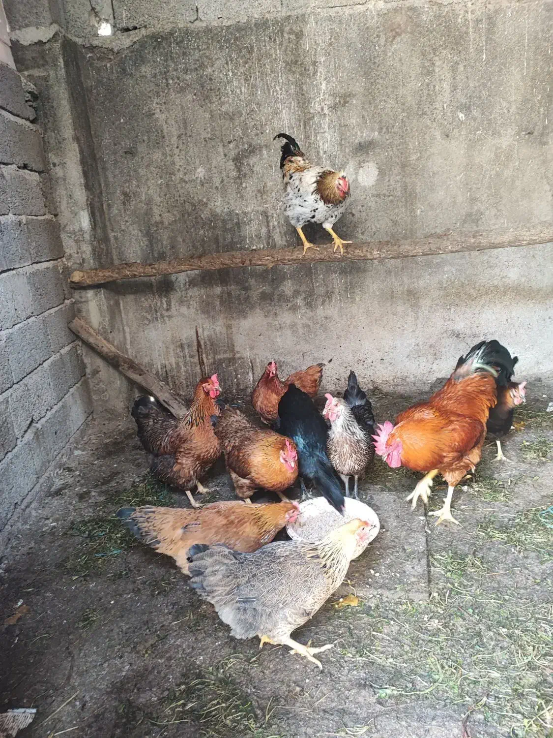 مرغ محلی تخم گذار|حیوانات مزرعه|شلمان, |دیوار