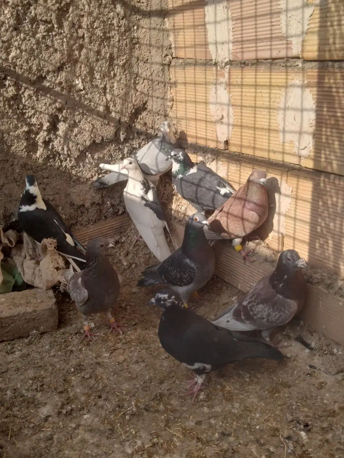 کبوتر پرشی|پرنده|میان جلگه, |دیوار