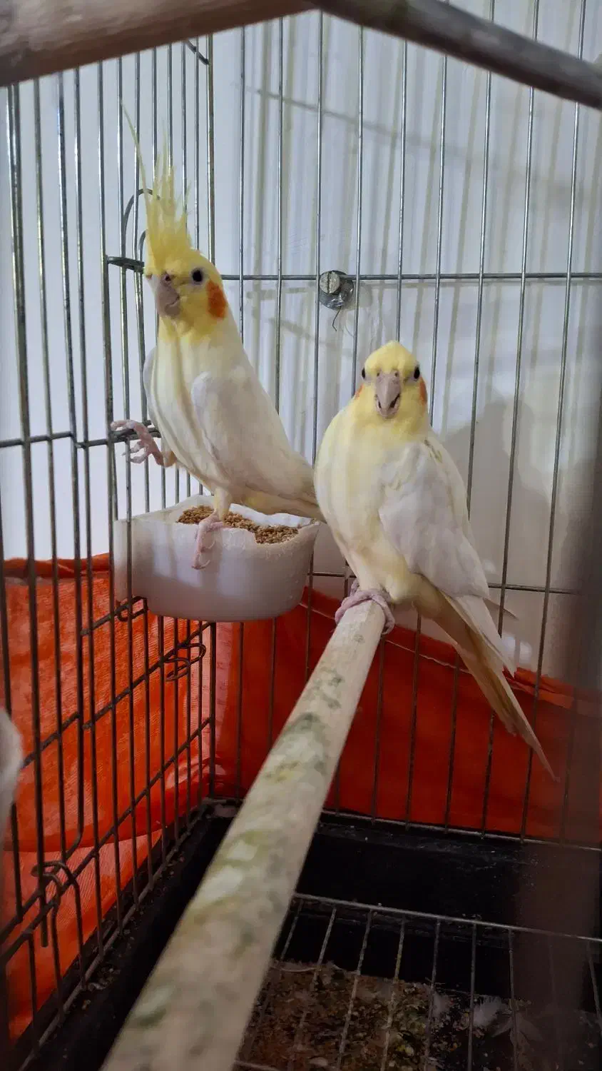 پول لازم هستم|پرنده|ایرانشهر, |دیوار