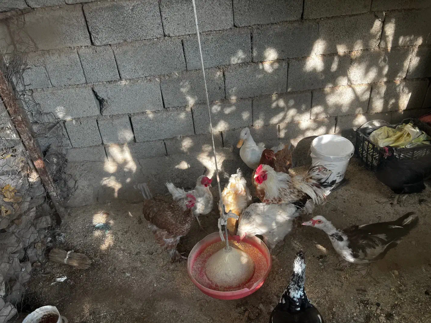 مرغ خروس و اردک|پرنده|کوهسار (البرز), |دیوار