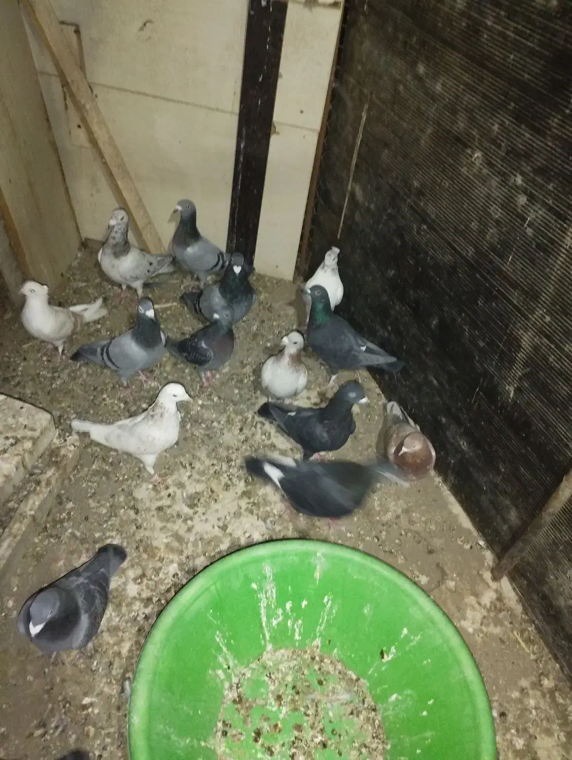 کبوتر پلاکی آلمانی تهرانی|پرنده|هشتگرد, تهران دشت|دیوار