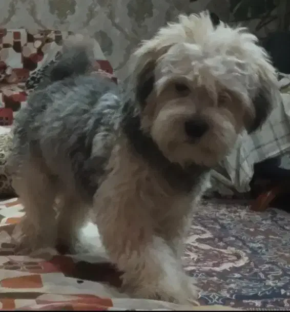 فروشی شیتزو|سگ|آباده, |دیوار