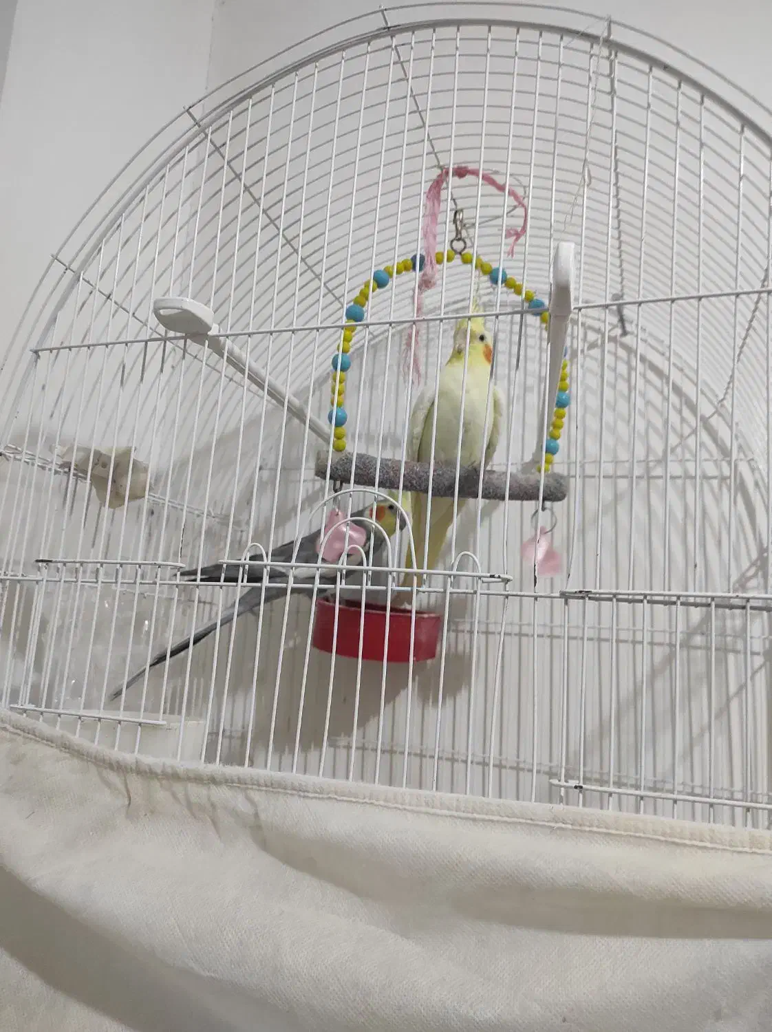 فروشی|پرنده|سراب, |دیوار