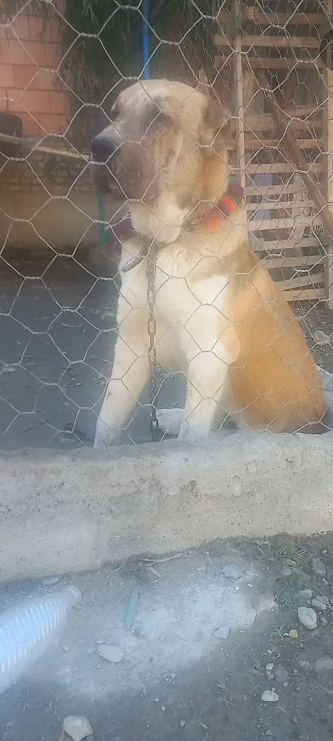 سگ آلابای|سگ|بندر ترکمن, |دیوار