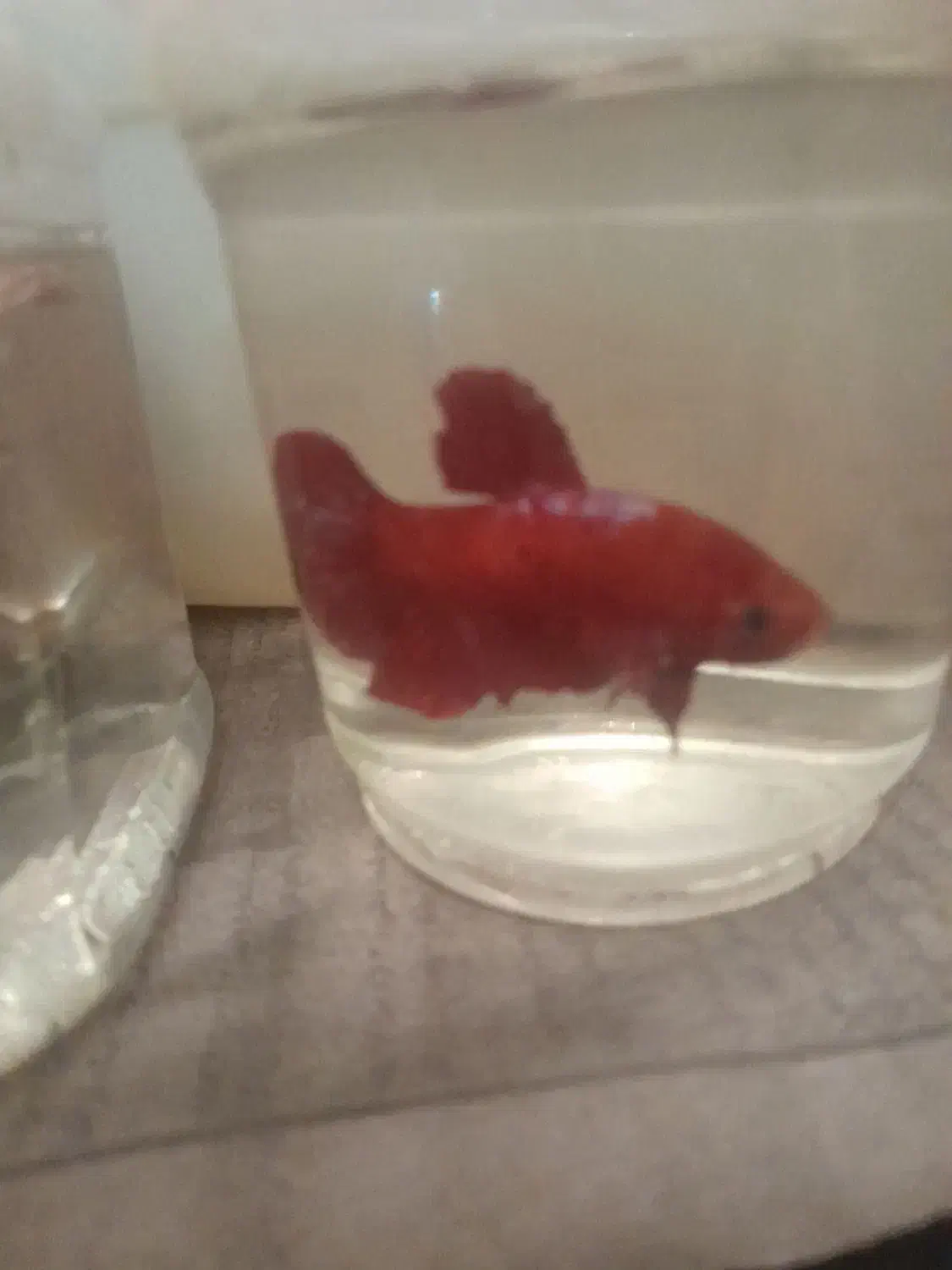 ماهی فایتر نر|ماهی|تهران, زهتابی|دیوار