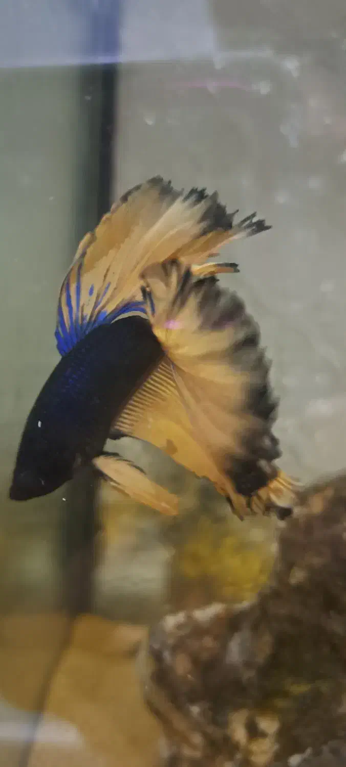 فایتر|ماهی|اصفهان, جلفا|دیوار