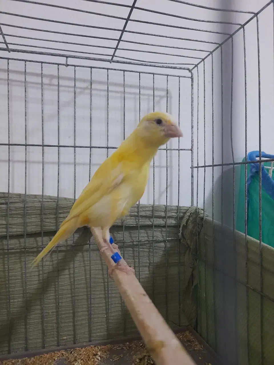 قناری نر|پرنده|قشم, |دیوار