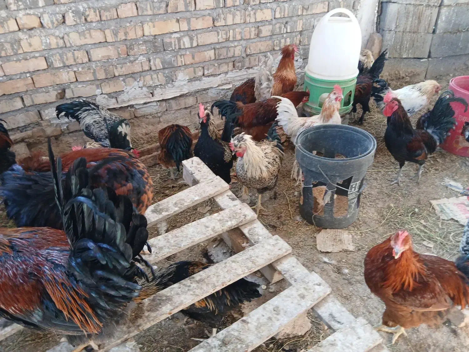 بوقلمون نر وخروس تعدادبالا فروشی|حیوانات مزرعه|کاشان, مشکات|دیوار