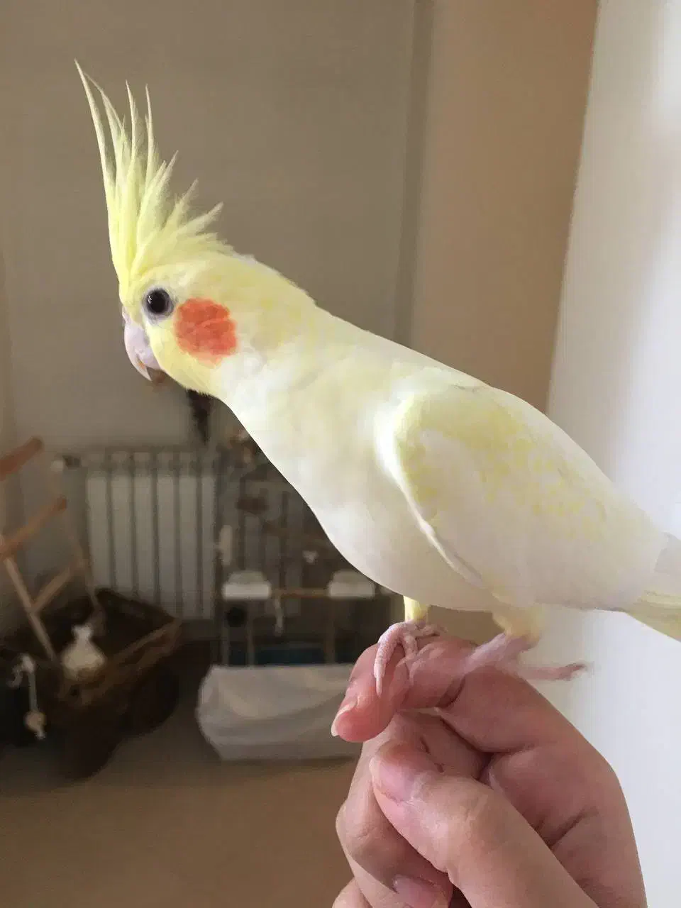 عروس هلندی نر و ماده مولد|پرنده|ایلام, |دیوار