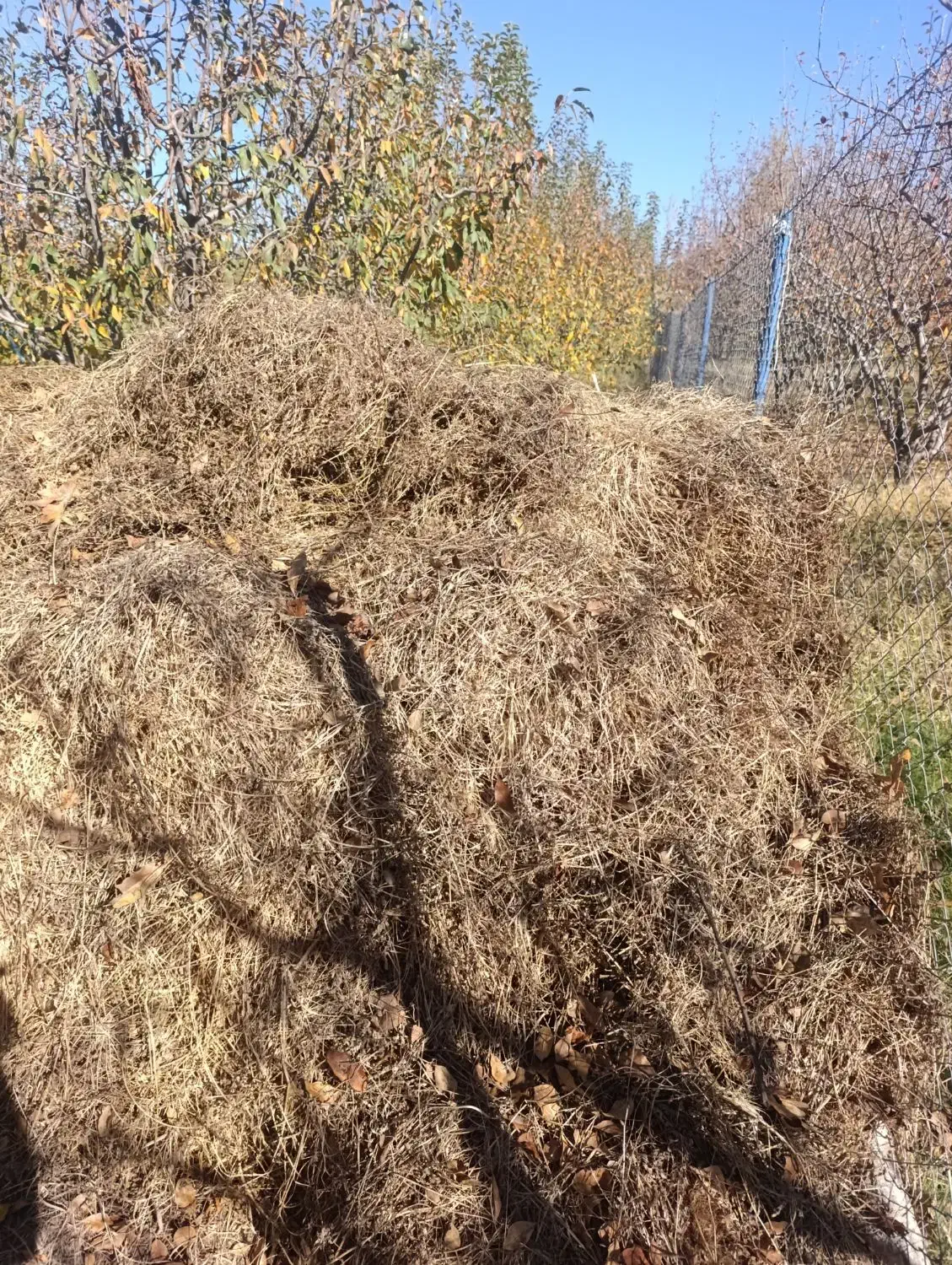 فروش یونجه چین دوم در شهرستان اهر|خدمات باغبانی و درختکاری|فندقلو, |دیوار