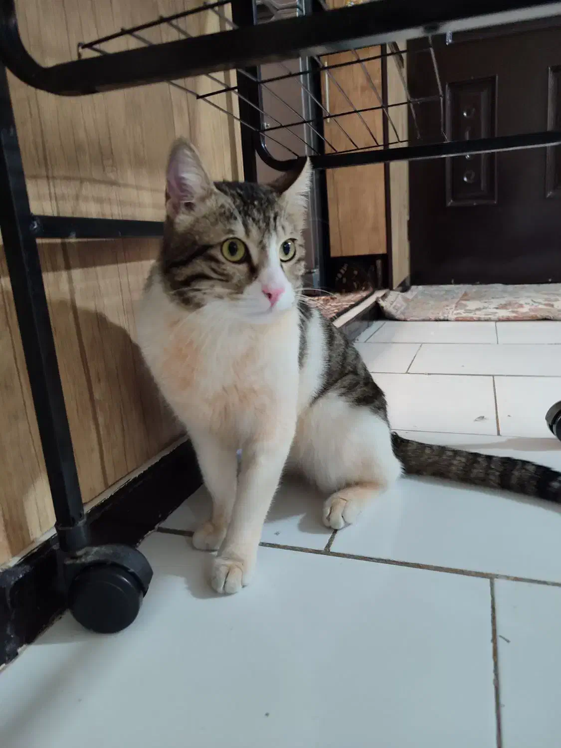 گربه واگذاری|گربه|تهران, امام حسین|دیوار