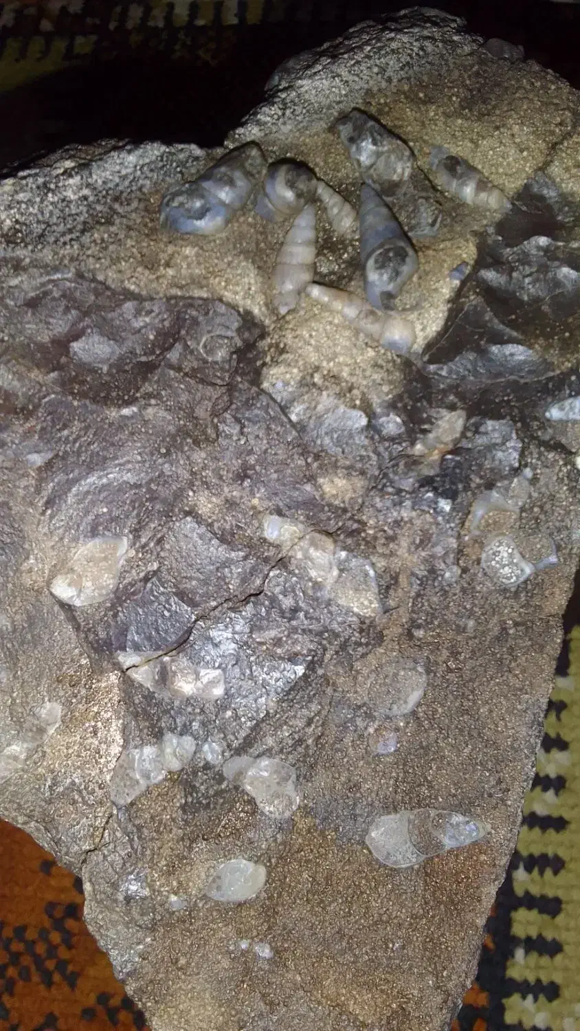 سنگ فسیل وزن ۴کیلو۲۰۰گرم|کلکسیون اشیاء عتیقه|کرمان, |دیوار