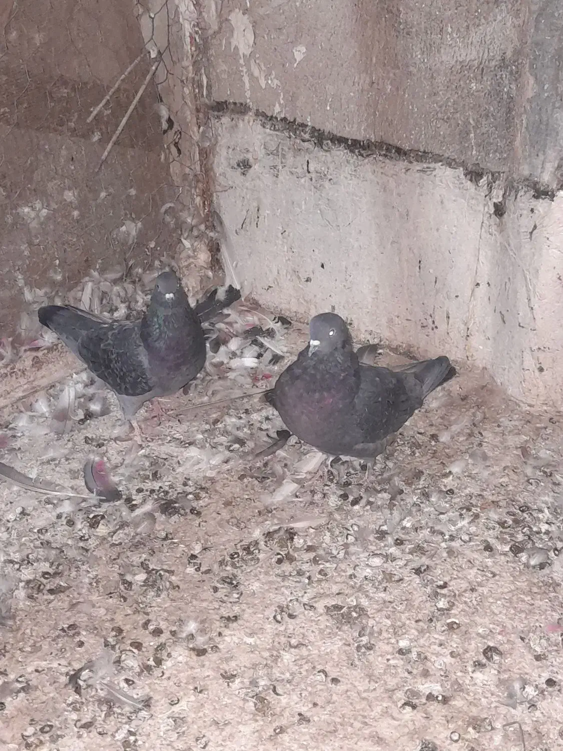 زاغ نرماده به شرط ۱۲ساعت|پرنده|قم, چهل درخت‎|دیوار