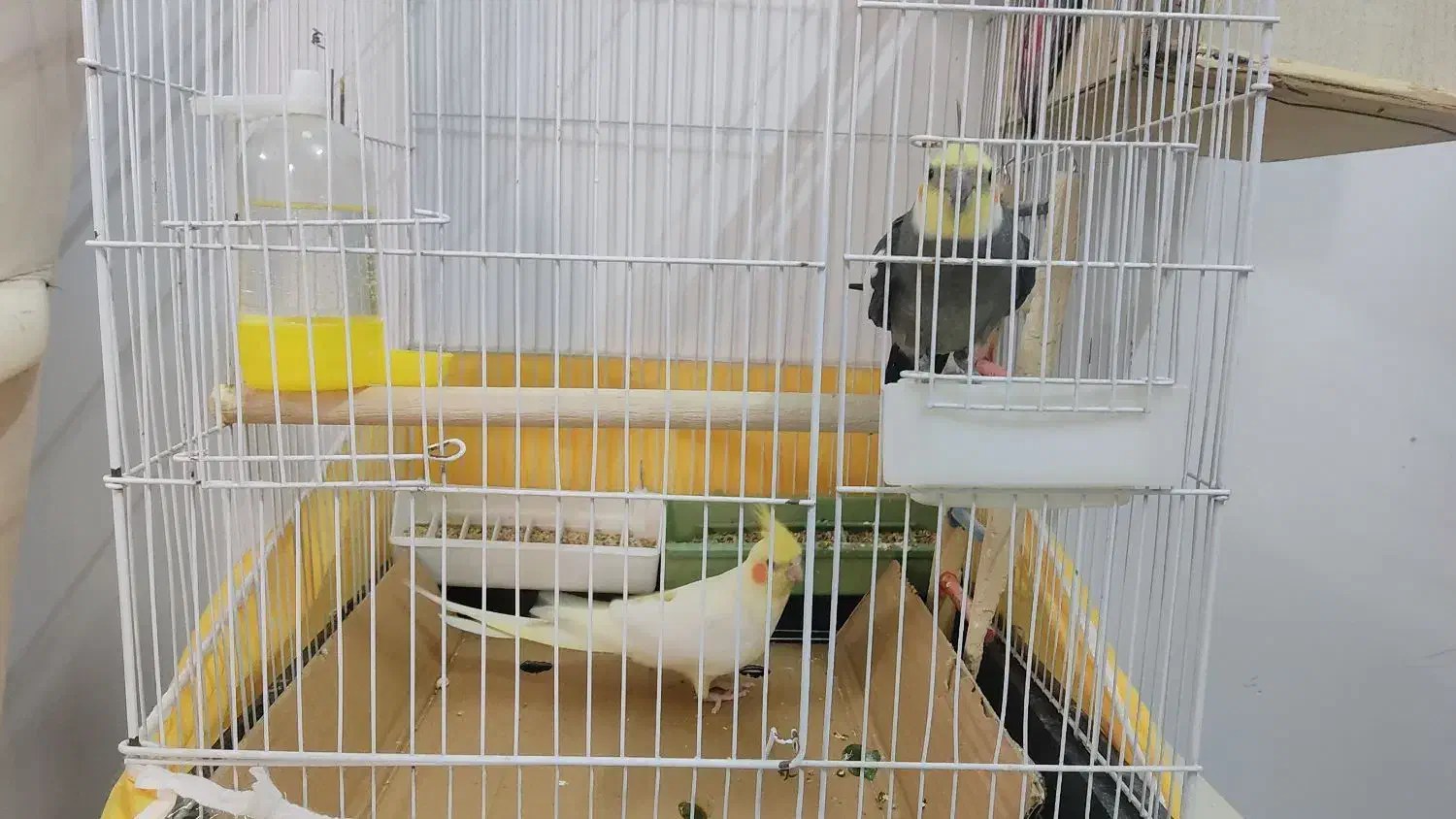 عروس هلندی یک جفت سالم و کشیده|پرنده|پاکدشت, پاکدشت (مامازند)|دیوار