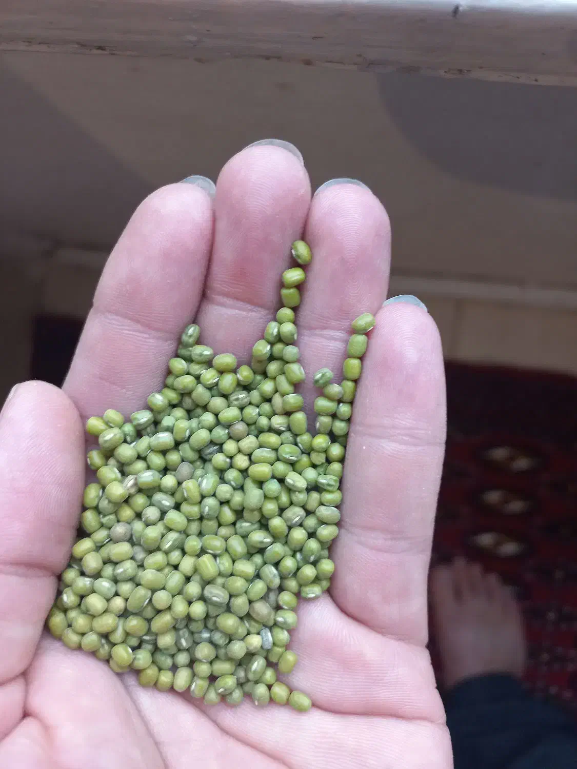 ماش سیصدکیلوکیلویی دویست هزار تومن درنزدیکی پلدختر|خوردنی و آشامیدنی|پلدختر, |دیوار