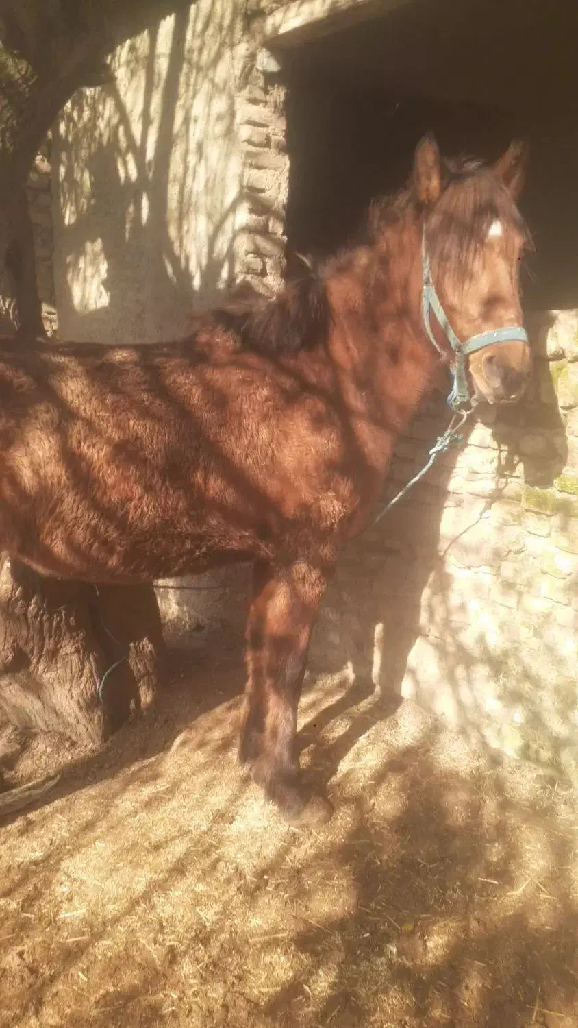 مادیان و نریان|اسب و تجهیزات اسبسواری|گرگان, |دیوار