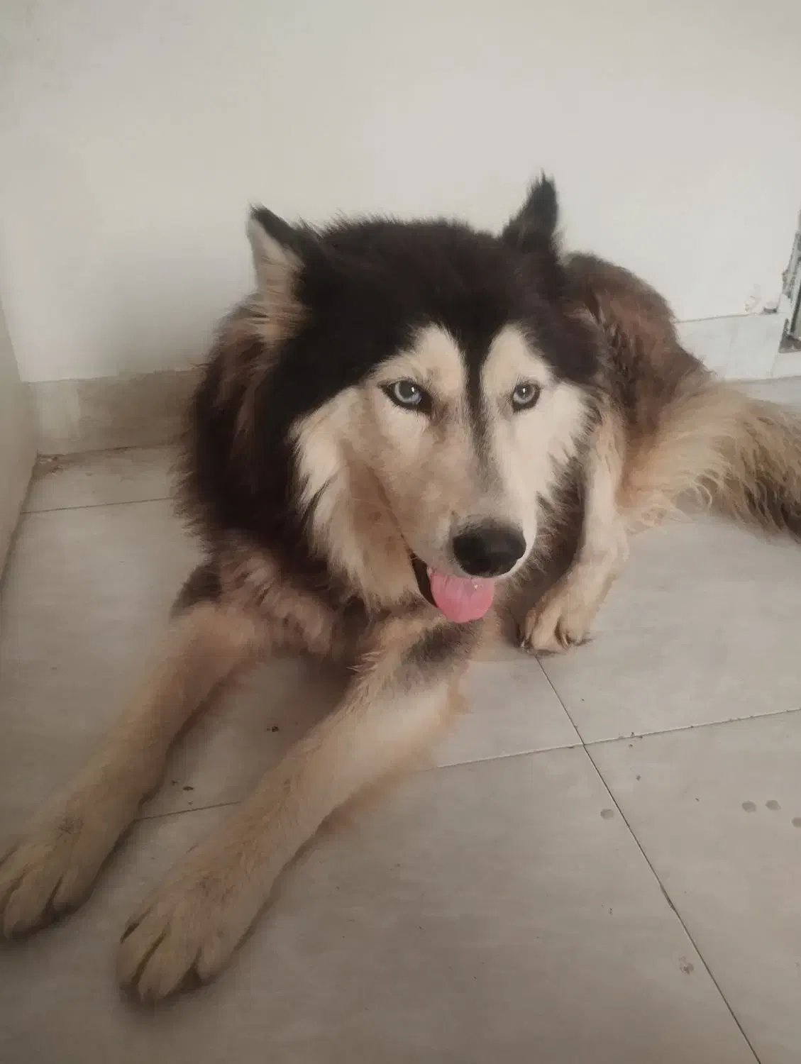 هاسکی  نر بالغ باهوش با ادب بی سر صدا|سگ|گرگان, |دیوار