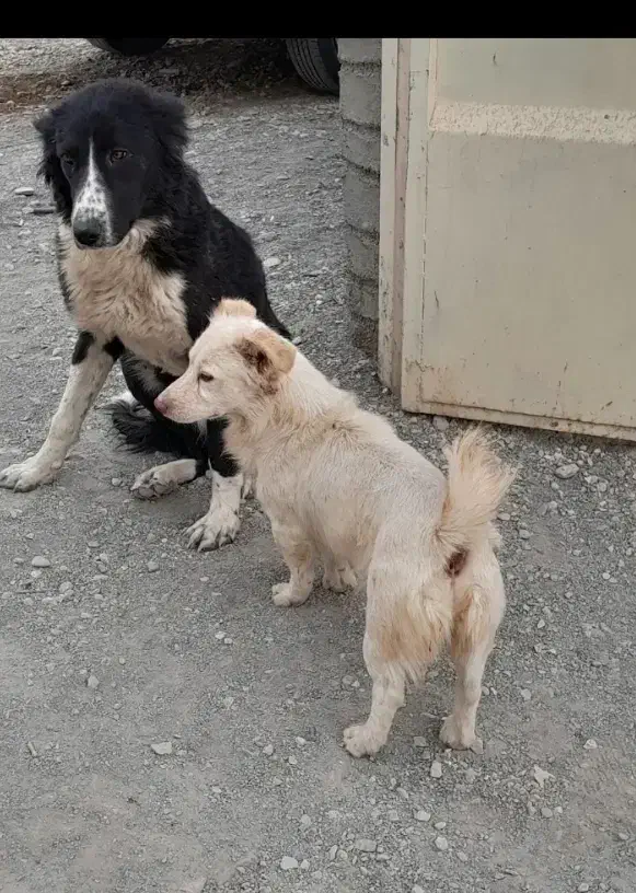 واگذاری سگ قبول میکنم|سگ|شهرضا, |دیوار