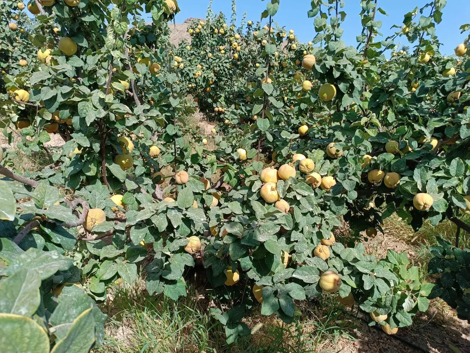 به اصفهانی|خوردنی و آشامیدنی|شیراز, باغ تخت|دیوار