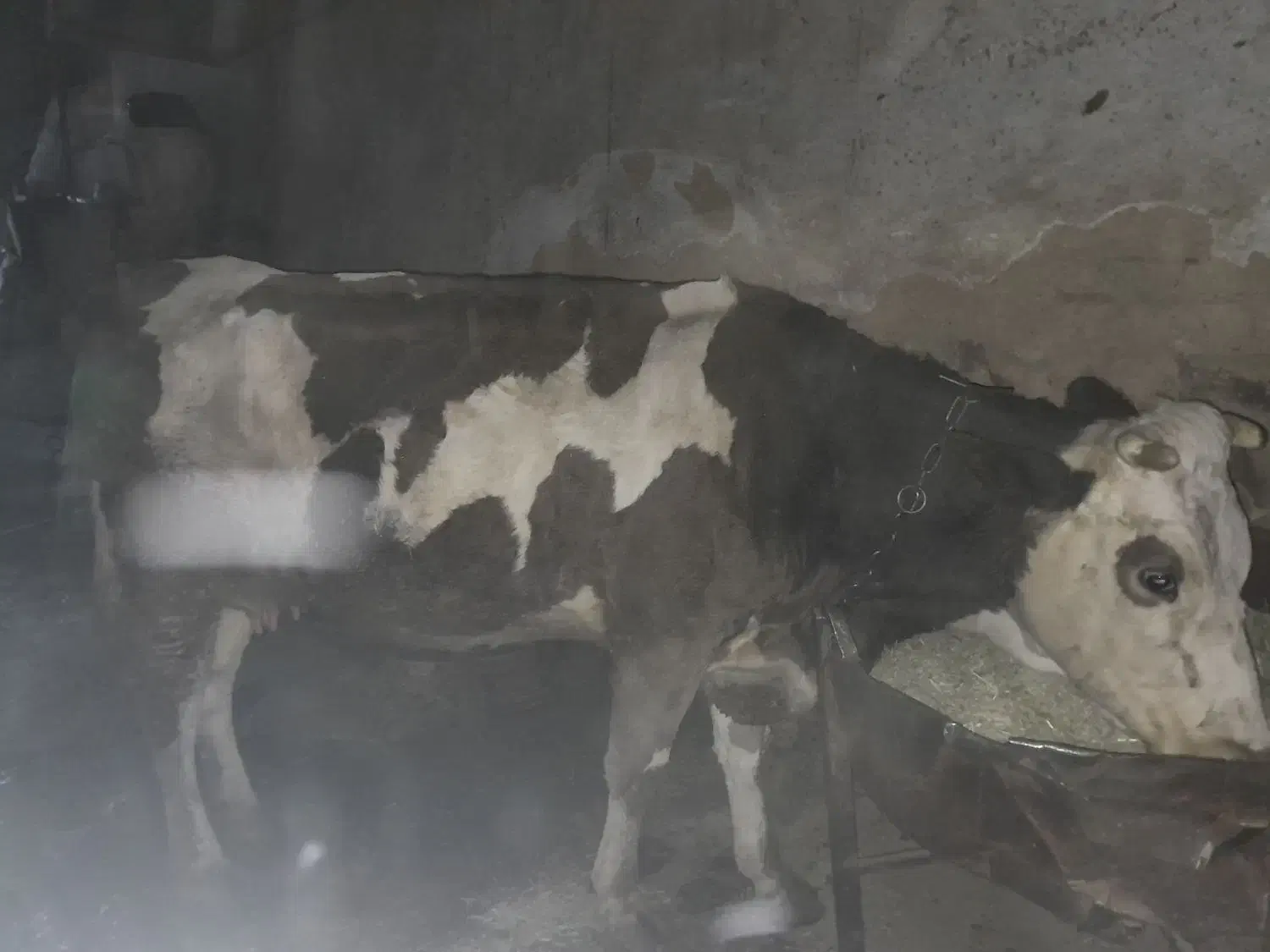 فروش هشت عدد ماده گاو درجه یک|حیوانات مزرعه|حسین آباد, |دیوار