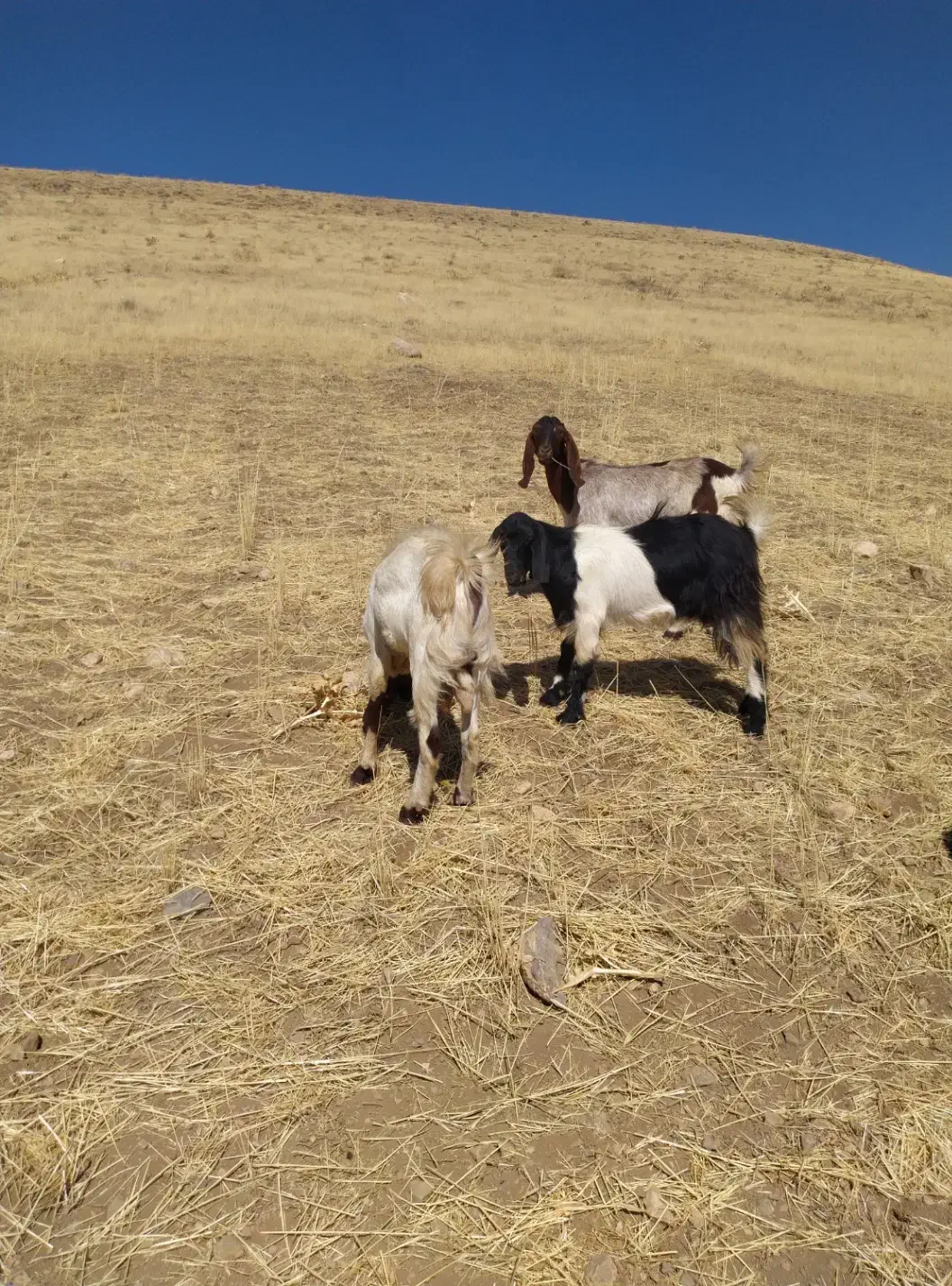 بزغاله نر|حیوانات مزرعه|دینور, |دیوار