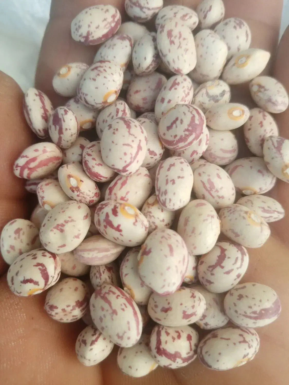 لوبیا چیتی درجه یک بوجاری شده|عمده‌فروشی|درودزن, |دیوار