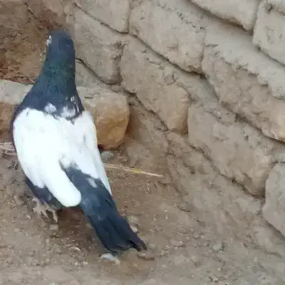 دوکفتر خوب یکی نر یکی ماده|پرنده|تربت‌حیدریه, پائین ولایت|دیوار