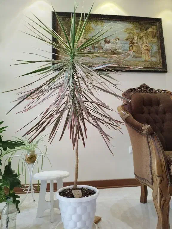 گلدان دراسنا|گل و گیاه طبیعی|کرج, باغستان|دیوار