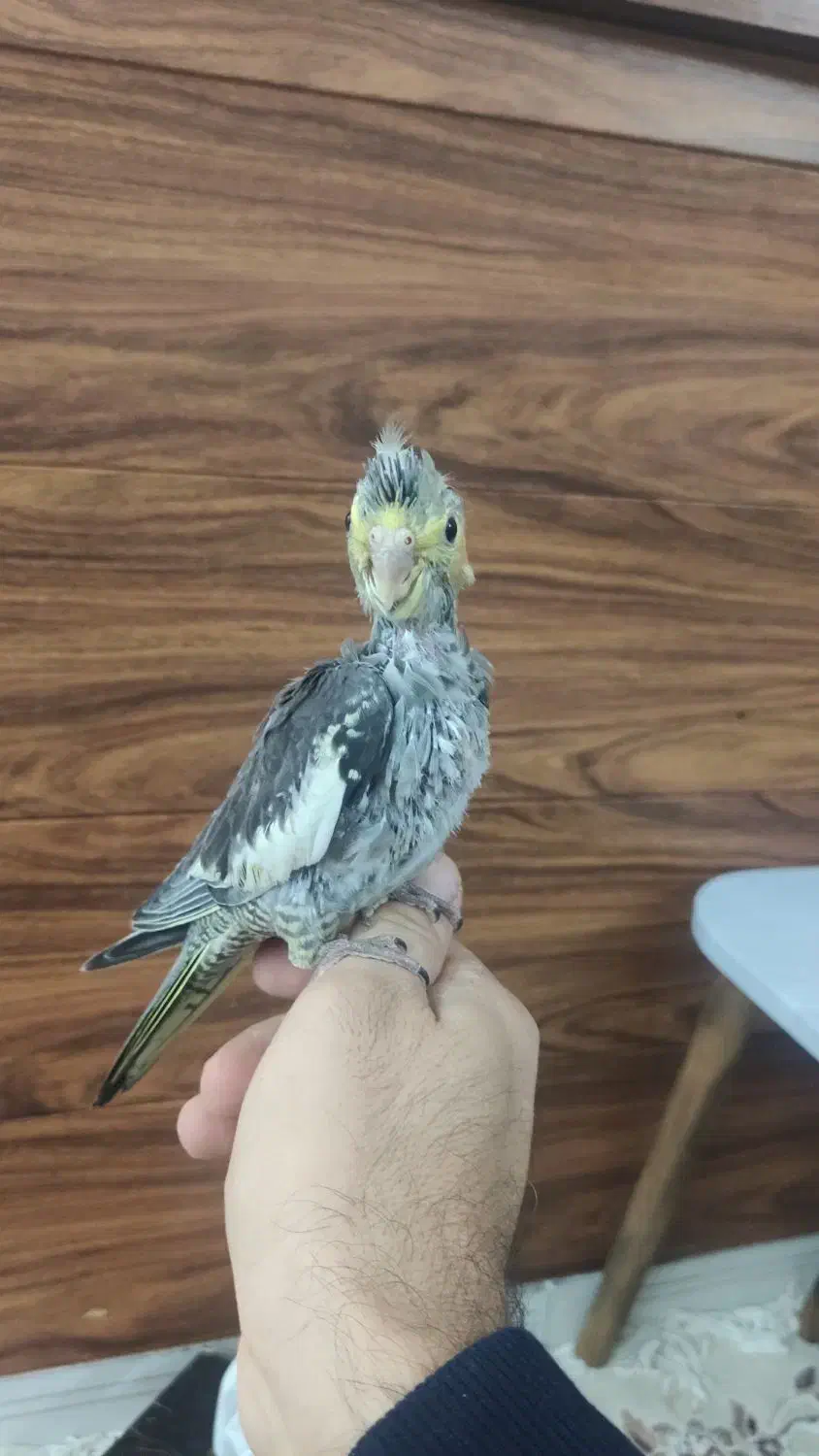 عروس و کوتوله|پرنده|مشهد, توس (بلوار توس)|دیوار