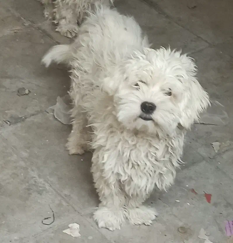 سگ شیتزو|سگ|سیرجان, |دیوار