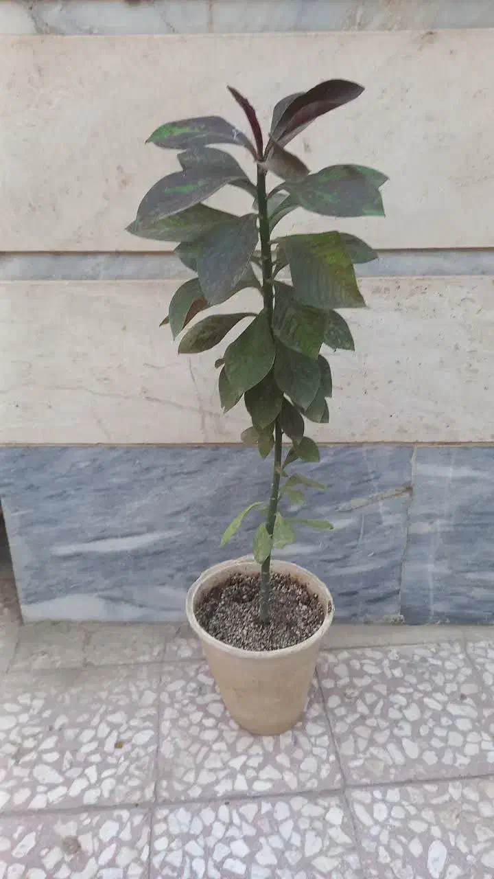 گیاه فردوس و آلوورا|گل و گیاه طبیعی|قم, ناصردیوان|دیوار