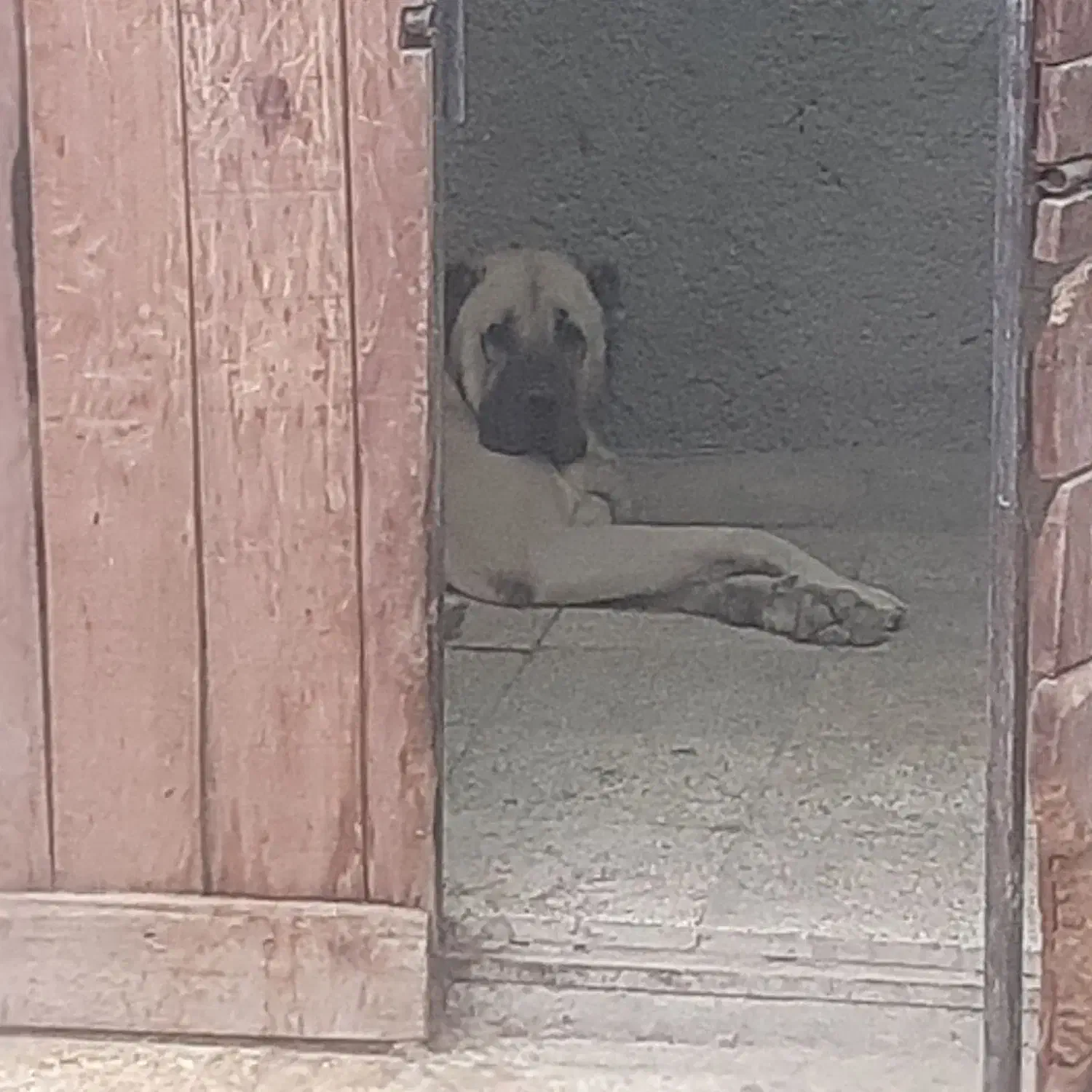 سرابی اصیل ۶ دنگ نگهبان|سگ|رباطکریم, رباطکریم|دیوار