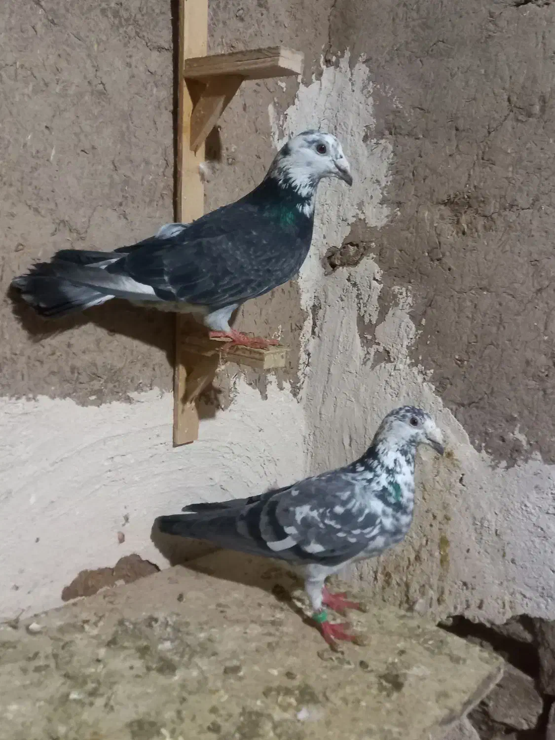 نرماده بزک به شرط|پرنده|میان جلگه, |دیوار