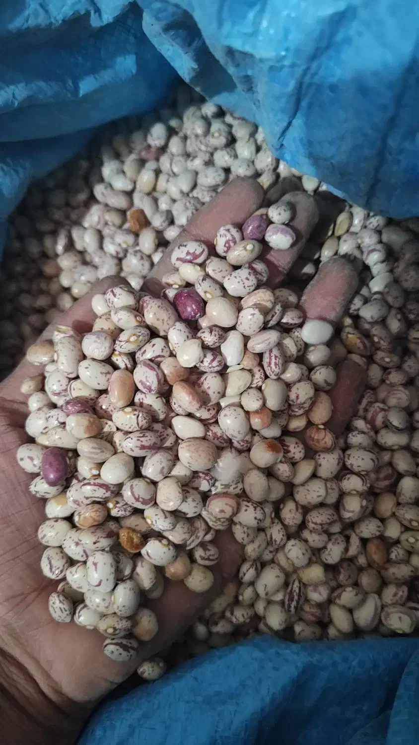 لوبیا چیتی درجه 1 امسال|خوردنی و آشامیدنی|شیراز, جوادیه|دیوار