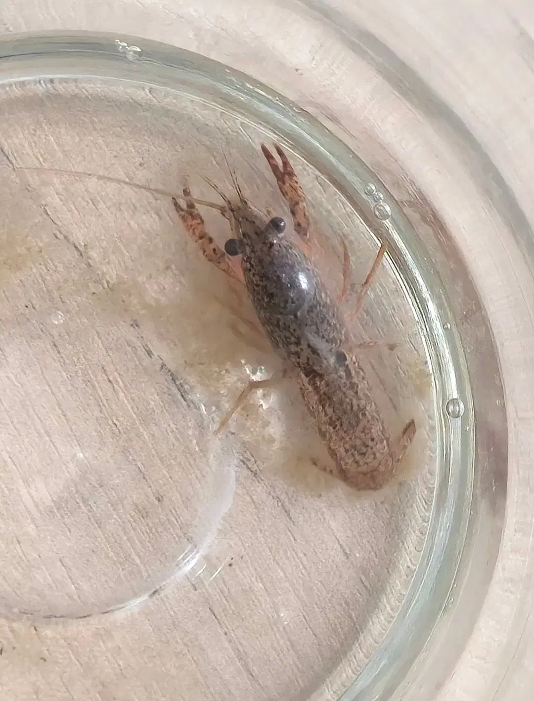 لابستر آب شیرین|ماهی|رشت, استادسرا|دیوار