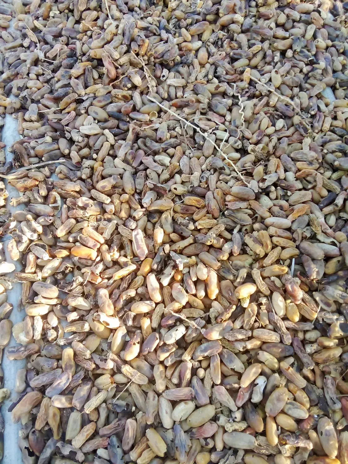 فروش ضایعات خرما جهت خوراک دام|لوازم جانبی حیوانات|جهرم, |دیوار