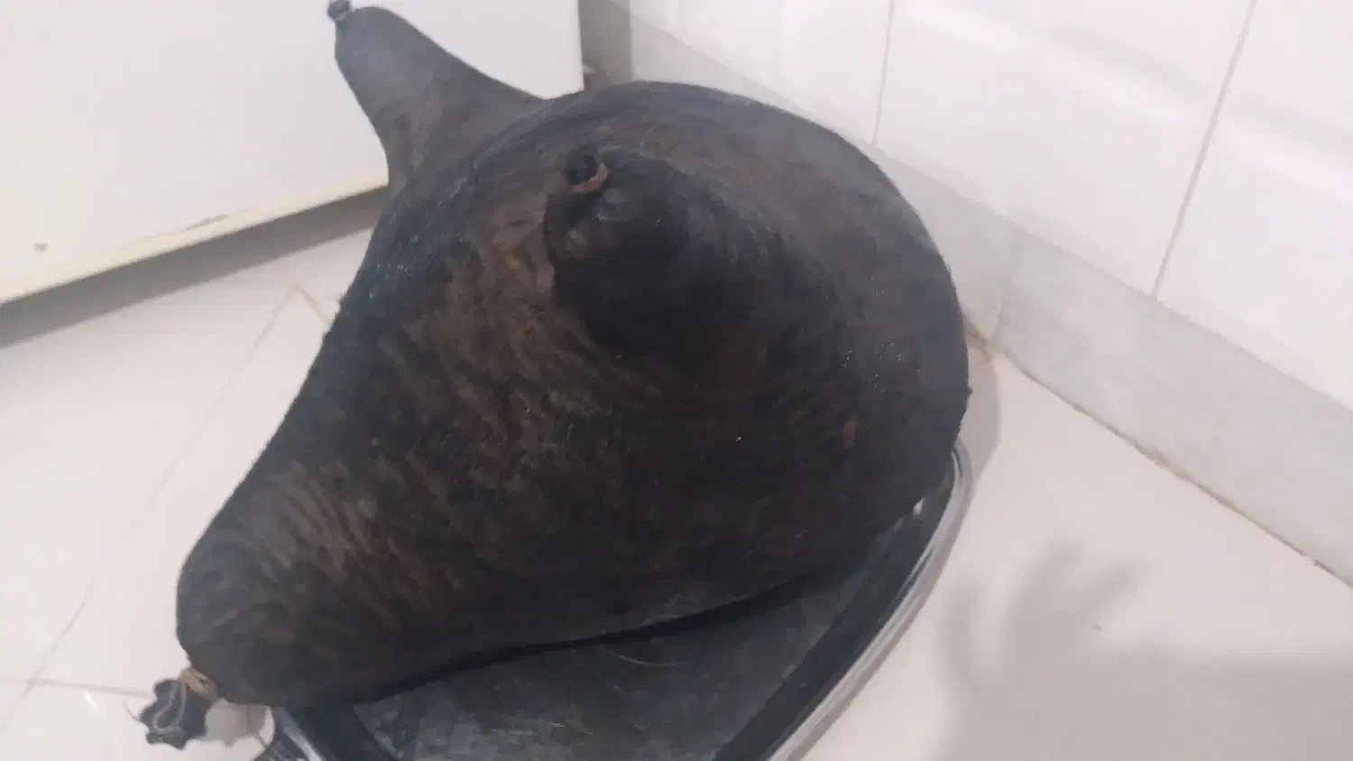 هیزه روغن|ظروف نگهدارنده، پلاستیکی، یک‌بارمصرف|الشتر, |دیوار