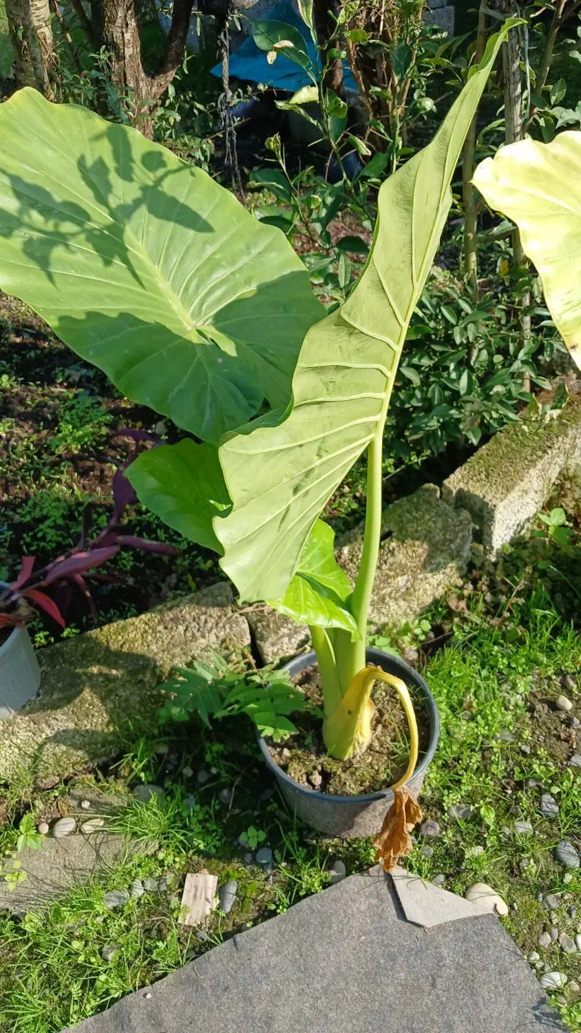 گل بابا ادم|گل و گیاه طبیعی|خمام, |دیوار