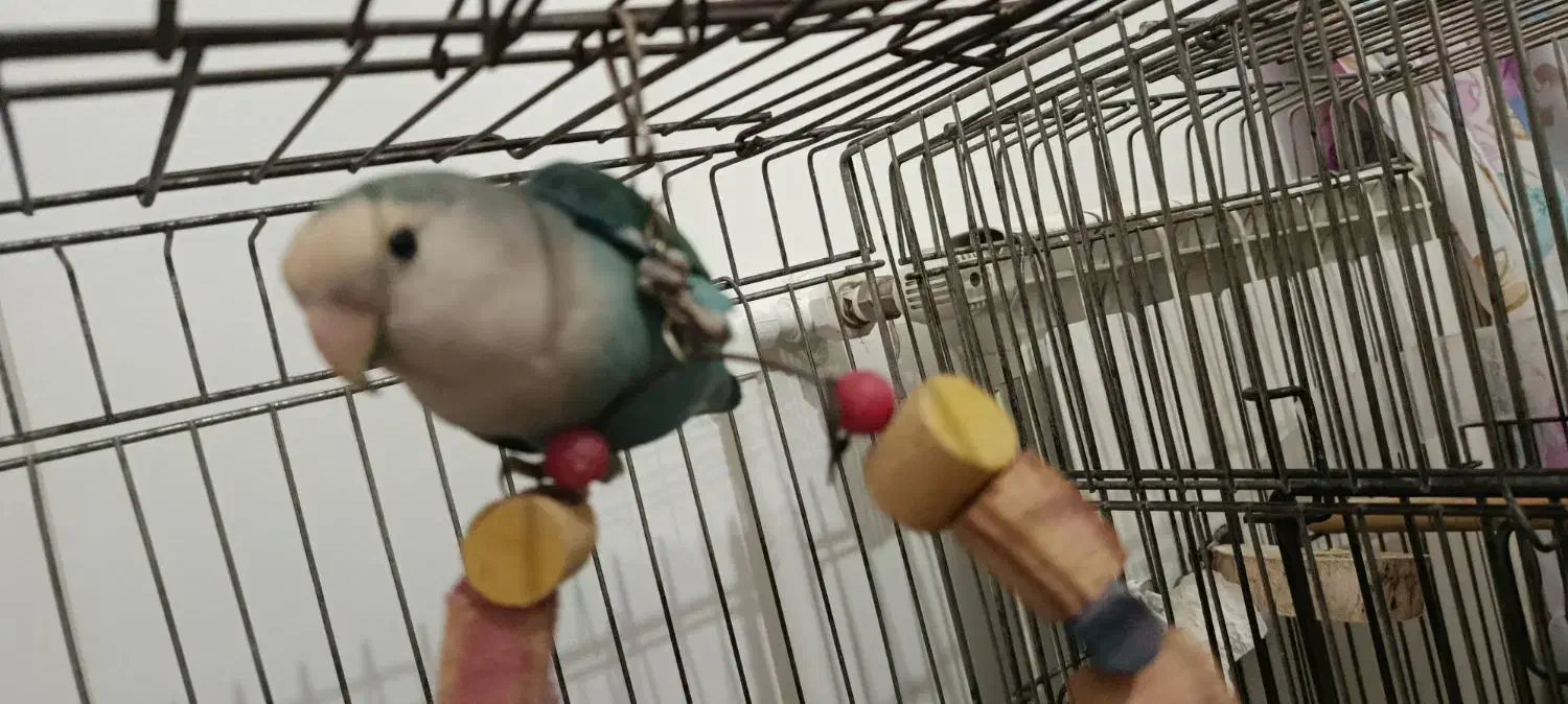 برزیلی و هلندی|پرنده|تهران, سازمان برنامه جنوبی|دیوار