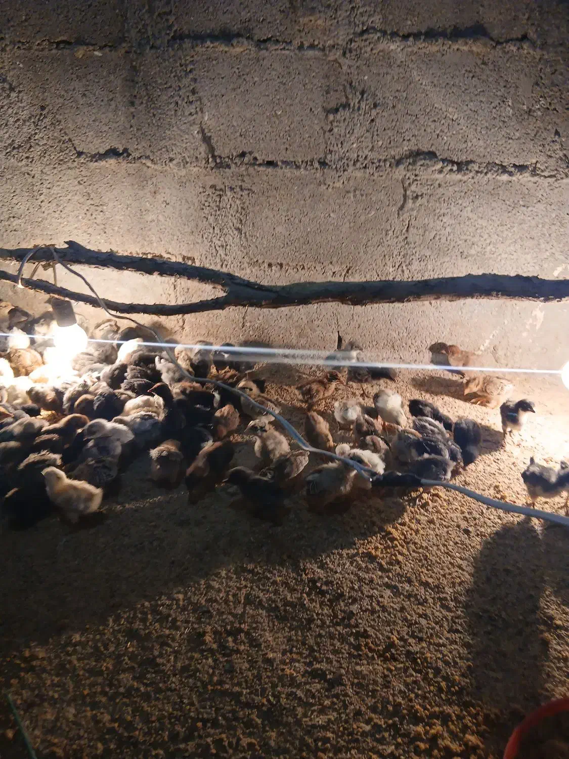 جوجه محلی اصل 12 روزه|حیوانات مزرعه|بهبهان, |دیوار