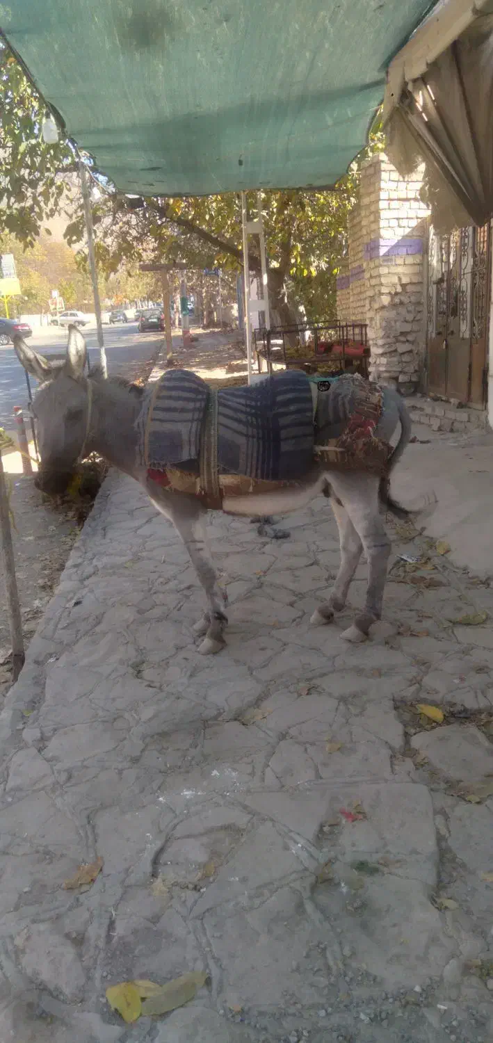 خر. گله ای|حیوانات مزرعه|نیشابور, فضل|دیوار