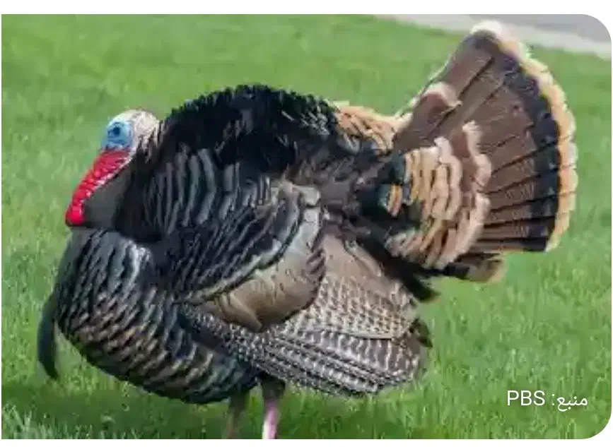 بوقلمون ومرغ محلی|حیوانات مزرعه|خرمشهر, |دیوار