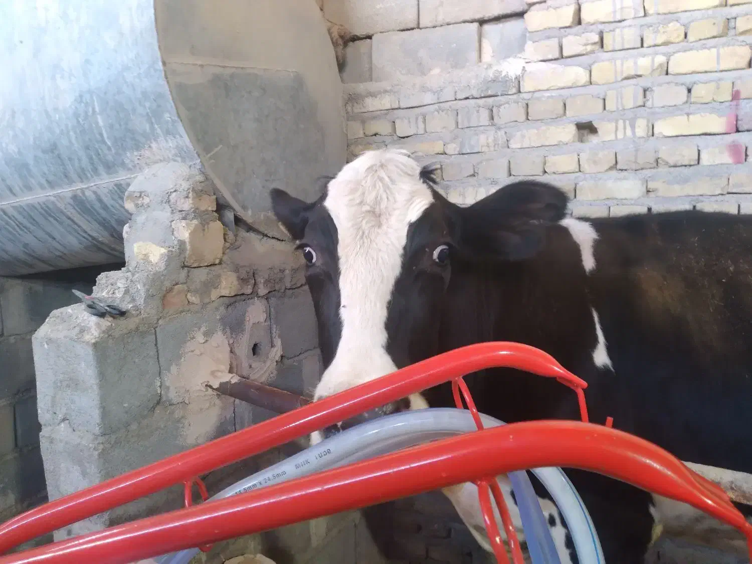 گاو|حیوانات مزرعه|یزد, |دیوار