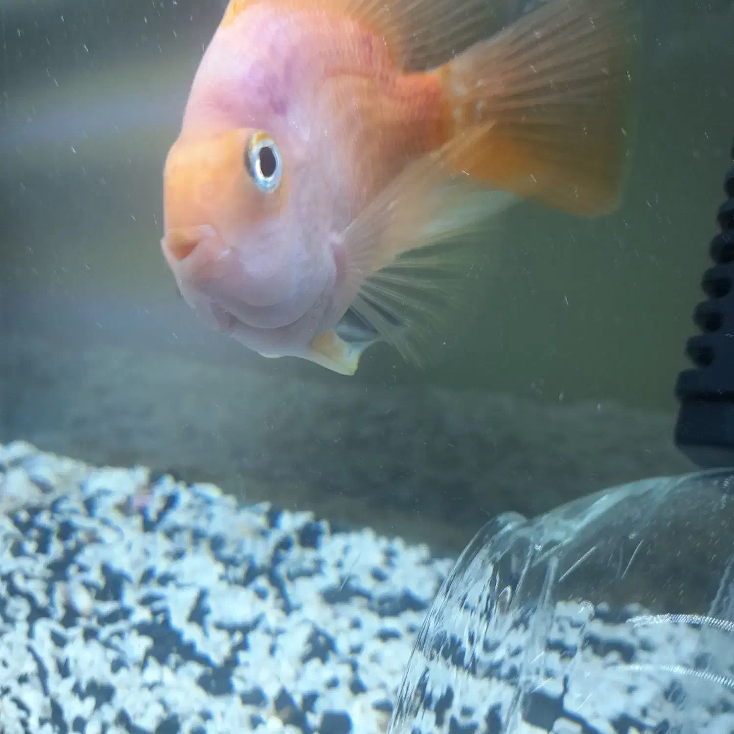 پرت کینگ ماده نارنجی|ماهی|پاکدشت, پاکدشت (مامازند)|دیوار